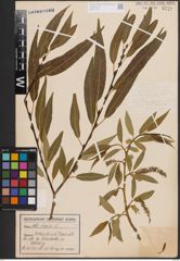 Foto von Salix fragilis L.